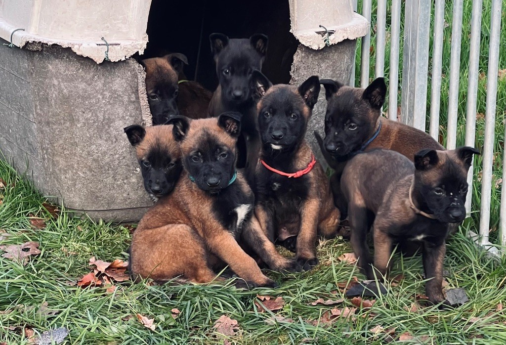 chiot Berger Belge Du Domaine Des Crocs D'Argent