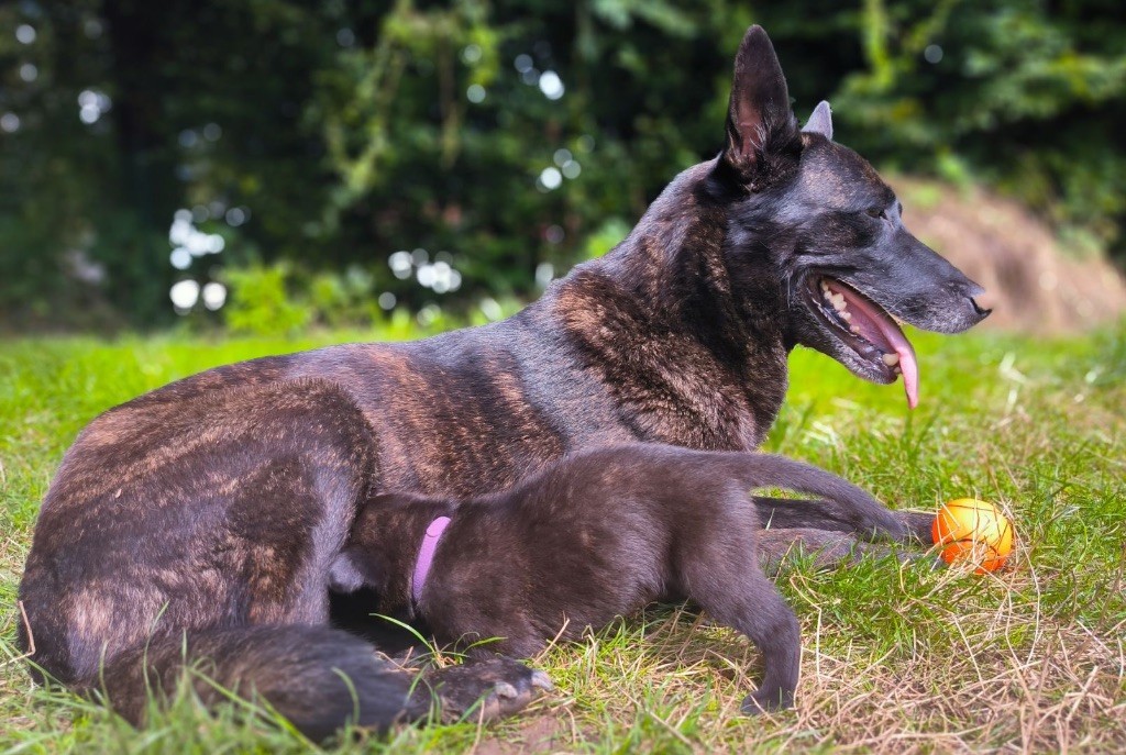 chiot Berger hollandais Du Domaine Des Crocs D'Argent