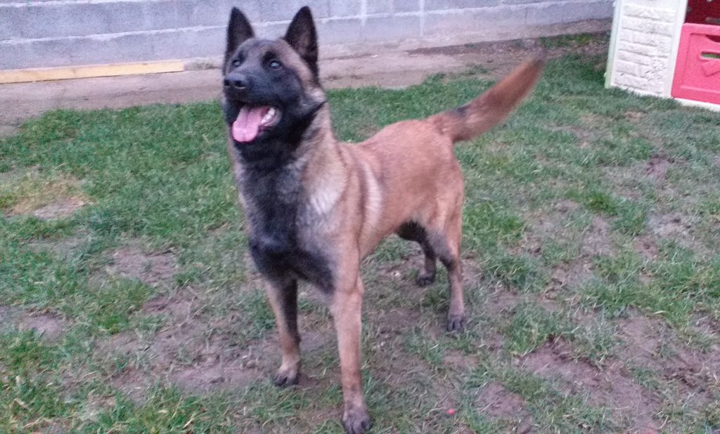 Rina Du Domaine Des Crocs D'Argent