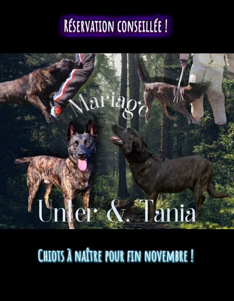 Chiot Berger hollandais Du Domaine Des Crocs D'Argent