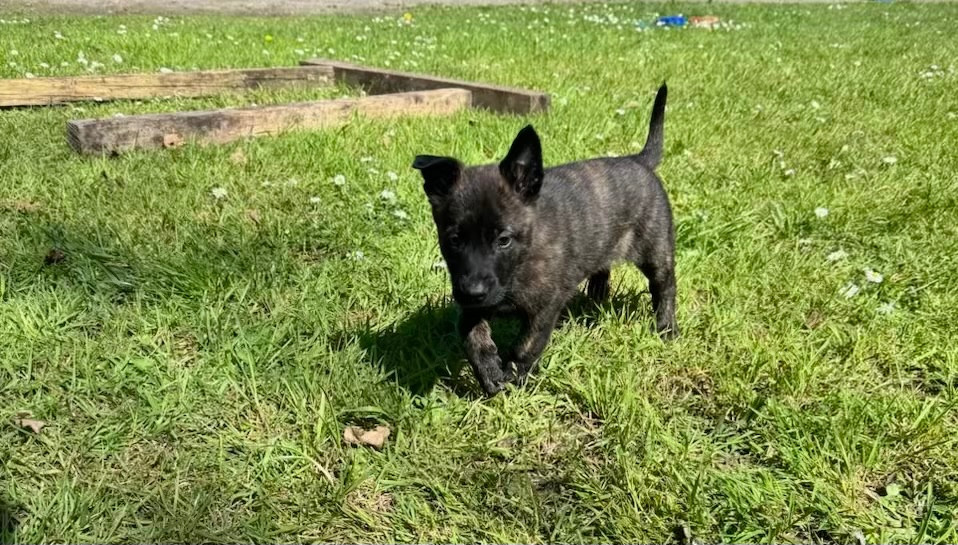 Du Domaine Des Crocs D'Argent - Chiots disponibles - Berger hollandais