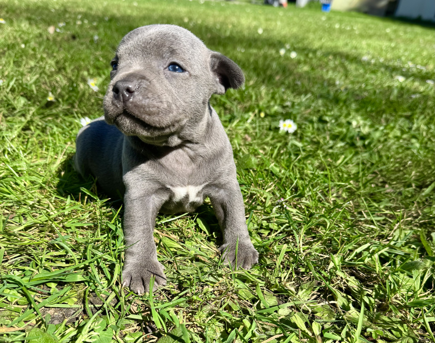 Du Domaine Des Crocs D'Argent - Chiots disponibles - Staffordshire Bull Terrier
