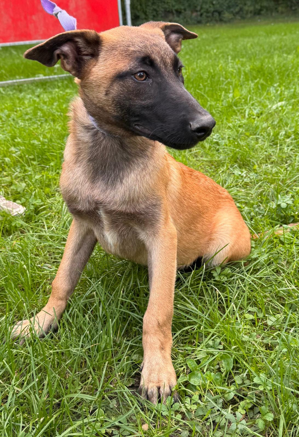 Du Domaine Des Crocs D'Argent - Chiots disponibles - Berger Belge