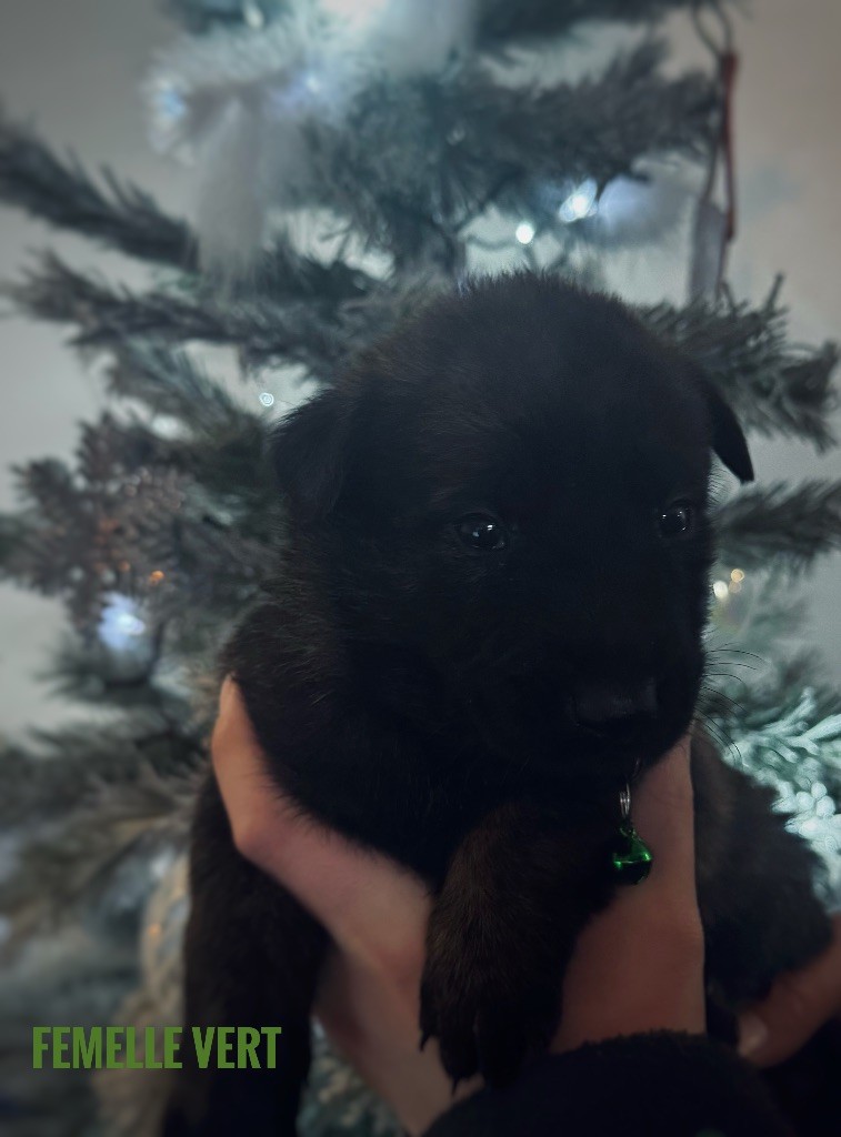 Du Domaine Des Crocs D'Argent - Chiots disponibles - Berger hollandais