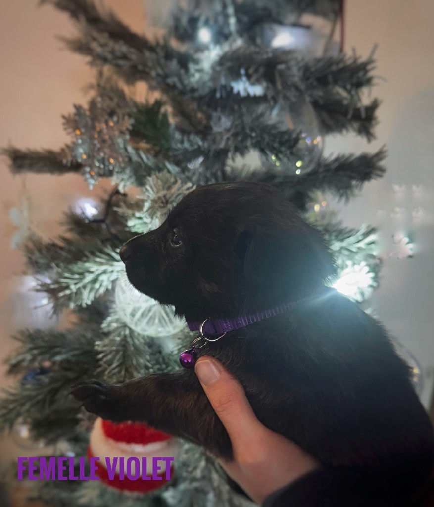 Du Domaine Des Crocs D'Argent - Chiots disponibles - Berger hollandais