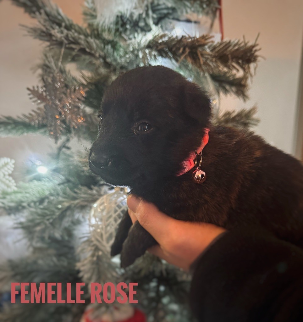 Du Domaine Des Crocs D'Argent - Chiots disponibles - Berger hollandais