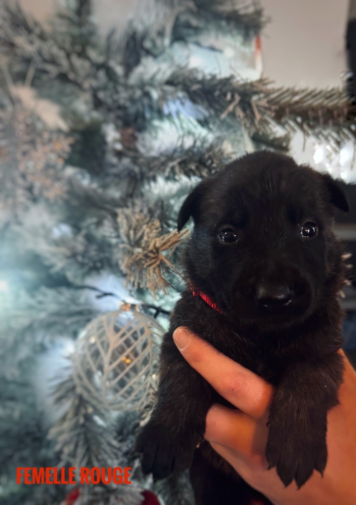 Du Domaine Des Crocs D'Argent - Chiots disponibles - Berger hollandais