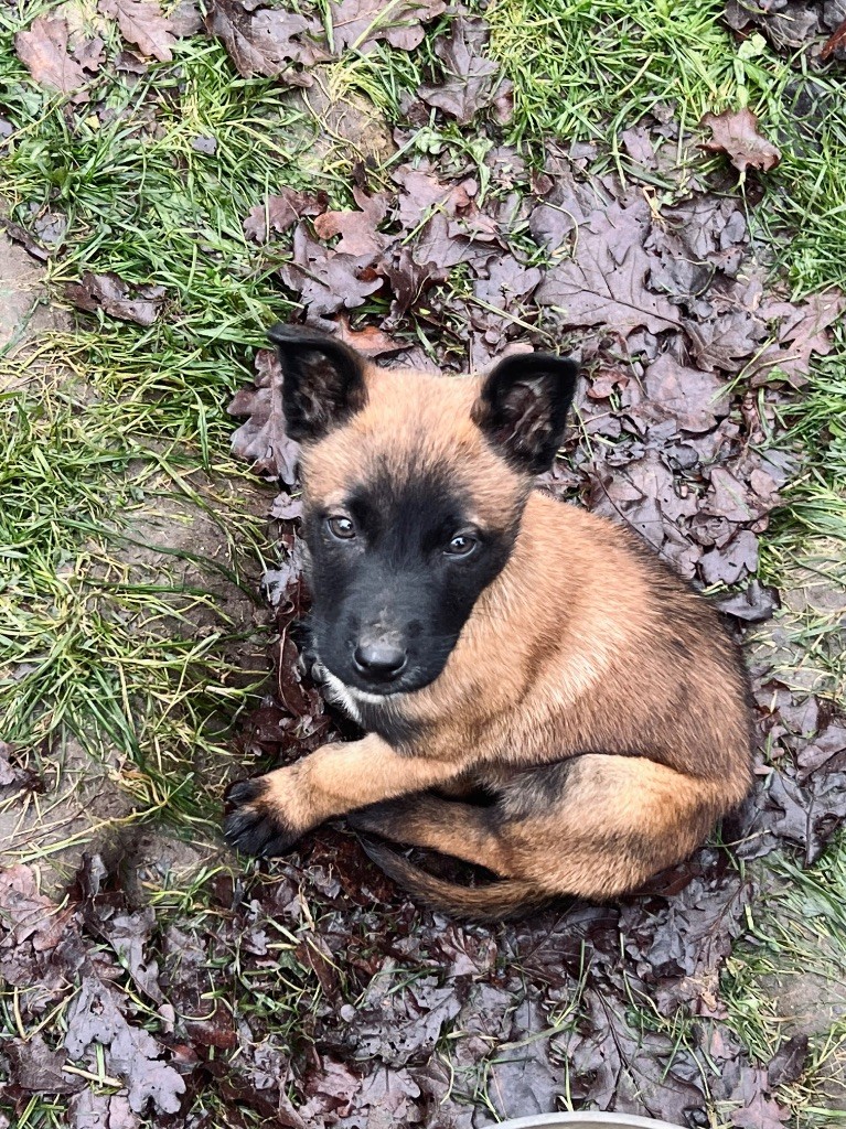 Du Domaine Des Crocs D'Argent - Chiots disponibles - Berger Belge