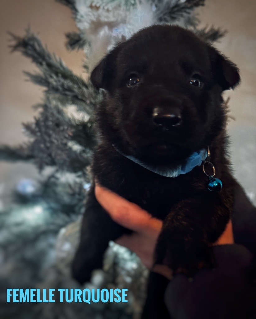 Du Domaine Des Crocs D'Argent - Chiots disponibles - Berger hollandais