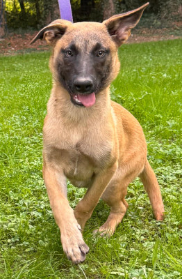 Buck