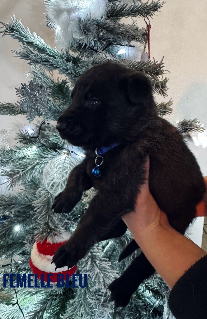 Du Domaine Des Crocs D'Argent - Chiots disponibles - Berger hollandais