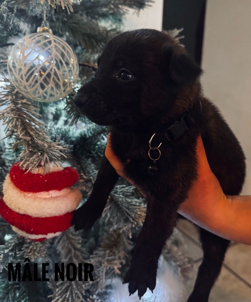 Du Domaine Des Crocs D'Argent - Chiots disponibles - Berger hollandais